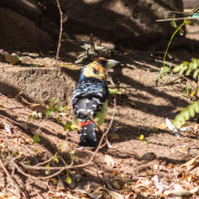 Crested Barbet