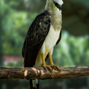 Crested Eagle