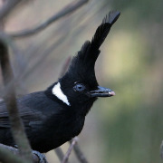 Crested Finchbill