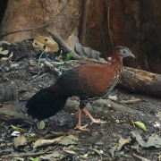 Crested Fireback