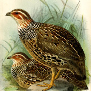 Crested Francolin