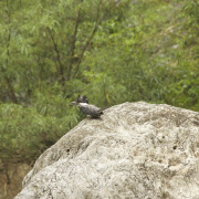 Crested Kingfisher