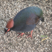 Crested Partridge