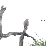 Crested Serpent Eagle
