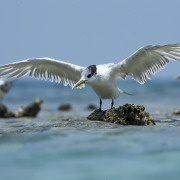 Greater Crested Tern