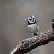 Crested Tit