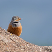 Cretzschmar's Bunting