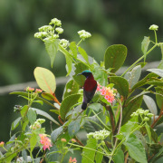 Crimson-backed Sunbird