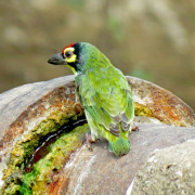 Crimson-breasted Barbet