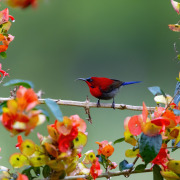 Crimson Sunbird