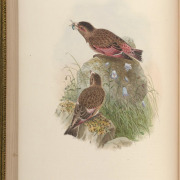 Crimson-winged Finch
