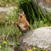 Crimson-winged Finch