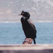 Crowned Cormorant