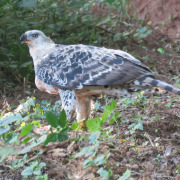 Crowned Eagle