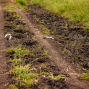 Crowned Lapwing
