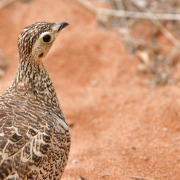 Crowned Sandgrouse