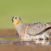 Crowned Sandgrouse