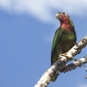 Cuban Amazon