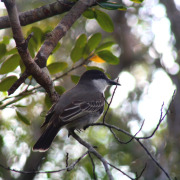 Cuban Kingbird