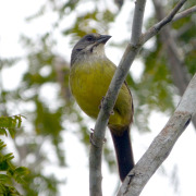 Cuban Nightingale