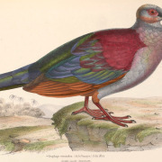 Cuban Quail-Dove