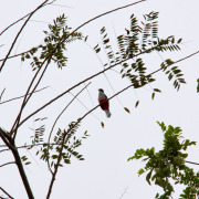 Cuban Trogon
