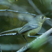 Cuban Vireo