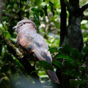Cuckoo Roller