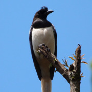 Curl-crested Jay