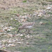 Curlew Sandpiper