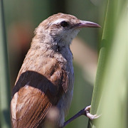 Curve-billed reedhaunter