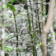 Curve-winged Sabrewing