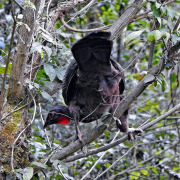 Dabbene's Woodpecker