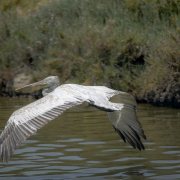Dalmatian Pelican