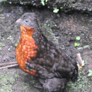 Dark-backed Wood-Quail