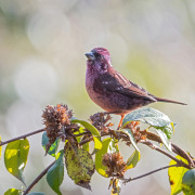 Dark-breasted Rosefinch