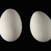 Dark Chanting Goshawk