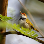 Dark-necked tailorbird