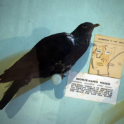 Eastern Bronze-naped Pigeon