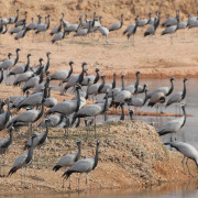Demoiselle Crane