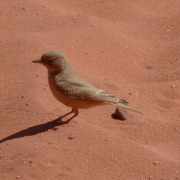 Desert Lark