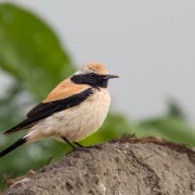 Desert Wheatear