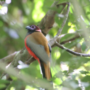 Diard's Trogon