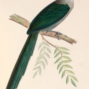 Diard's Trogon
