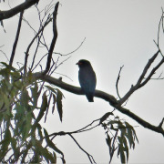 Dollarbird