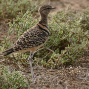 Double-banded Courser