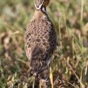 Double-banded Courser