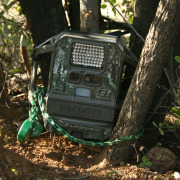 Double-banded Courser
