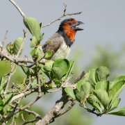 Double-toothed Barbet