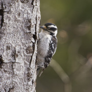 Downy Woodpecker